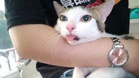 马割蛋在线视频