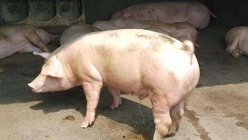 欧洲猪交在线视频